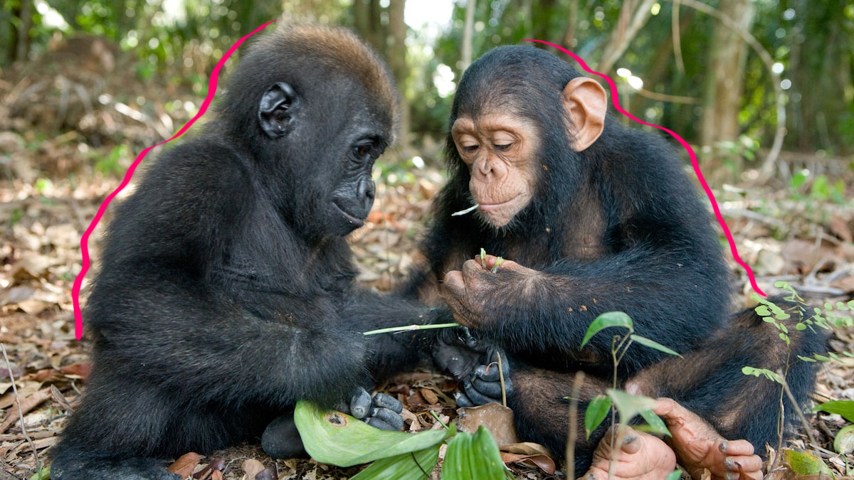 Przyjaźń goryli i szympansów