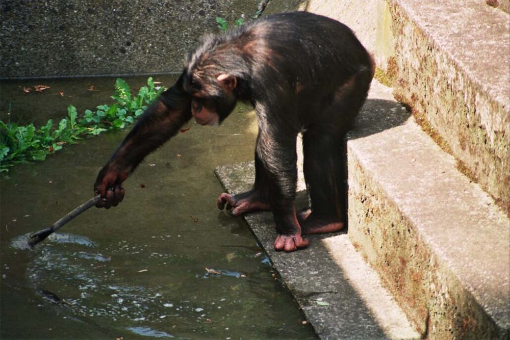 Powódź 1997 we wrocławskim zoo