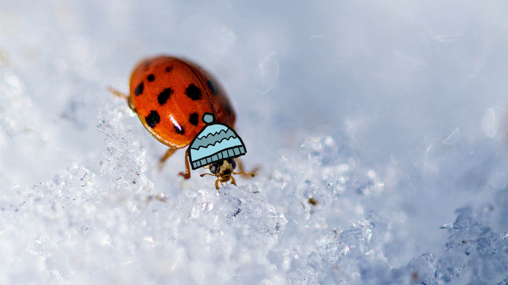 Co robią owady zimą?