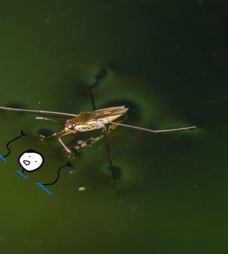 Jak niektóre owady utrzymują się na powierzchni wody?