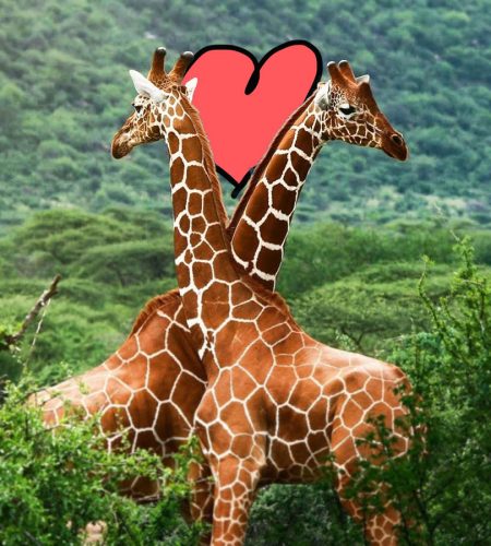Jak mocarne jest serce żyrafy?